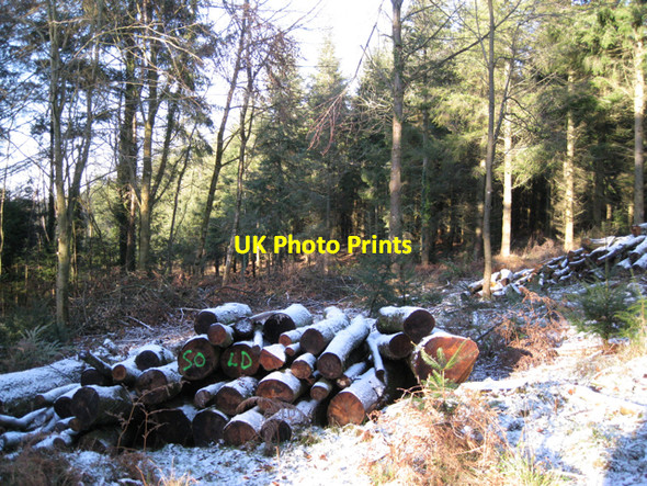 Photo 6"x4" Logpile, Higher Kiddens, Haldon Forest Park Underdown\/SX8885 c2010