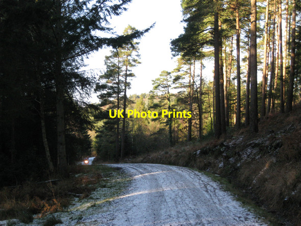 Photo 6"x4" Track below Buller's Hill, Haldon Forest Park Underdown\/SX8885 c2010
