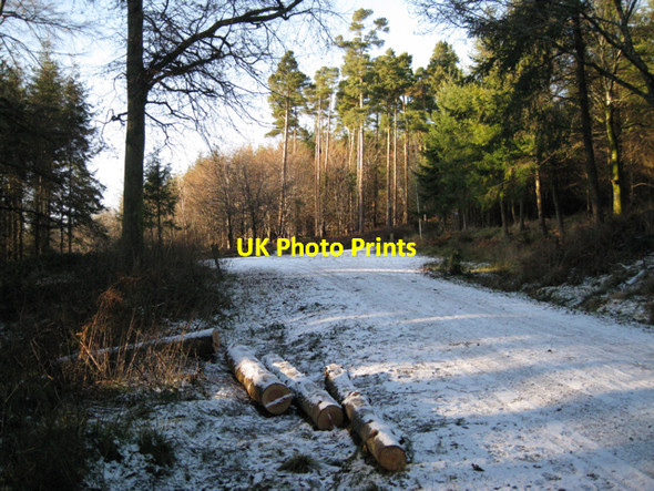 Photo 6"x4" Junction of tracks, Haldon Forest Park Underdown\/SX8885 c2010