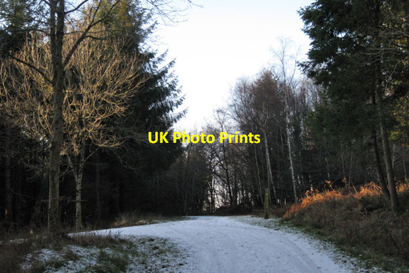 Photo 6"x4" Junction of tracks northwest of Haldon Forest Park Underdown\/SX8885 c2010