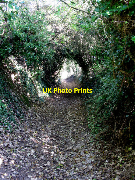 Photo 6"x4" Looking N along the North Downs Way Dover\/TR3141 c2009