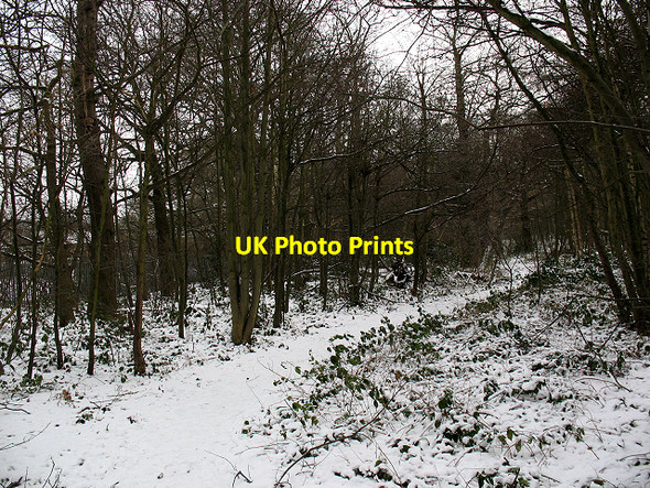 Photo 6"x4" Winter in Elmstead Woods (4) Bromley\/TQ4069 c2010