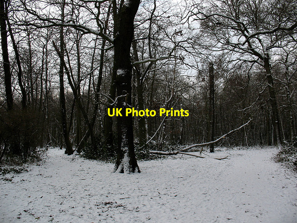 Photo 6"x4" Winter in Elmstead Woods (5) Bromley\/TQ4069 c2010