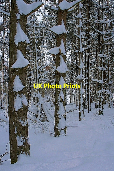 Photo 6"x4" Coate Moor Plantation Kildale c2010