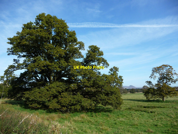 Photo 6"x4" Ross Park Arden\/NS3684 c2009