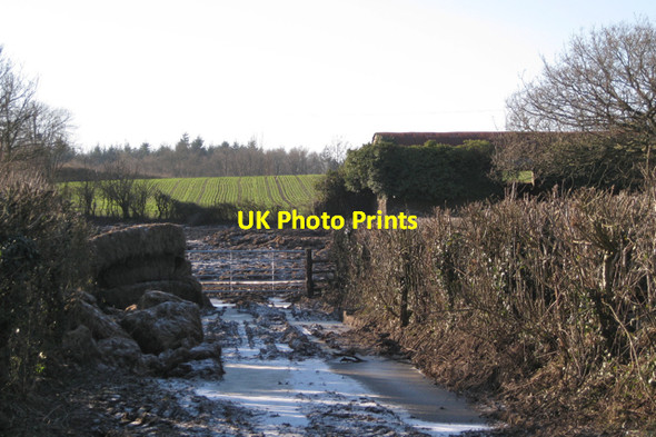 Photo 6"x4" Young shoots and old barn north of Ventiford Cottages Heathfield\/SX8376 c2010