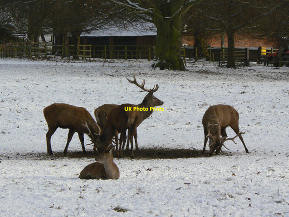 Photo 6"x4" Red Deer in Wollaton Park Stapleford\/SK5037 c2010