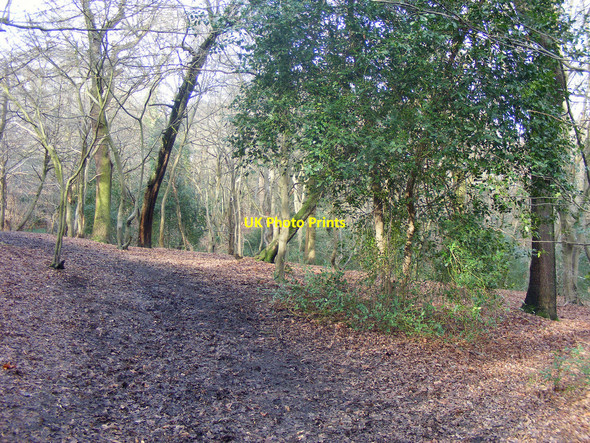 Photo 6"x4" Path through Queen's Wood Hornsey c2009