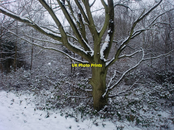 Photo 6"x4" Snow covered tree, Oakwood Park, London N14 Southgate\/TQ3094 c2010
