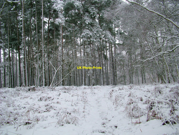 Photo 6"x4" Near Fittleworth Common Churchwood c2010