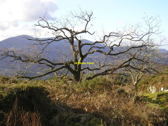Photo 6"x4" Snowdonia: Gnarled Oak Llanfachreth c2006