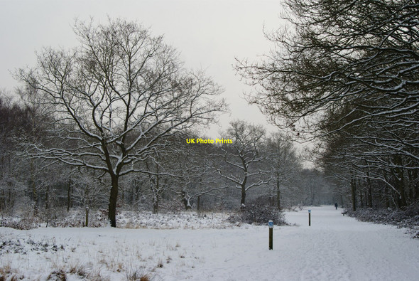 Photo 6"x4" Winter on Wimbledon Common Merton\/TQ2569 c2010