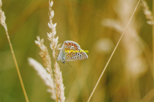 Photo 6"x4" Common Blue Butterfly at rest Ibstone c1999