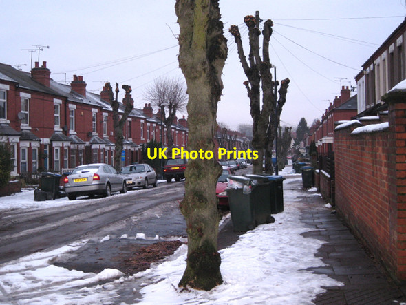 Photo 6"x4" Pollarded limes, Mayfield Road Coventry c2010