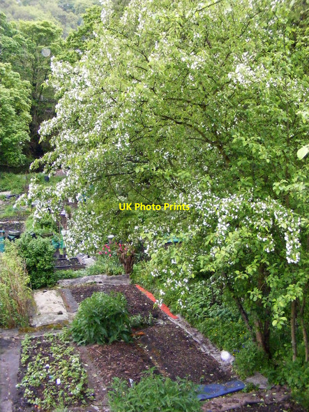 Photo 6"x4" Blossom laden trees - allotments off Mayroyd Lane Hebden Bridge c2009