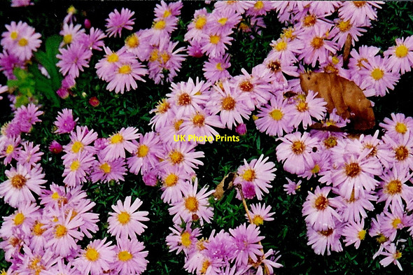 Photo 6"x4" Ballasalla - Flowers at west bank of Silver Burn River Ballasalla\/SC2870 c1999