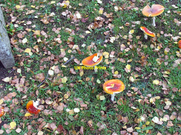 Photo 6"x4" St George, Esher, Surrey - Toadstools in churchyard Esher c2005 P1