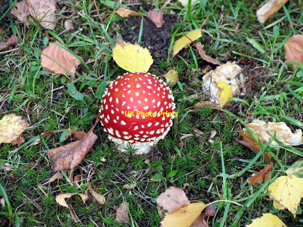 Photo 6"x4" St George, Esher, Surrey - Toadstools in churchyard Esher c2005