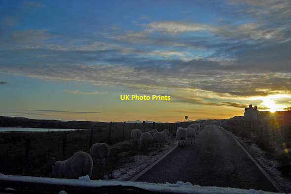 Photo 6"x4" Shivering sheep Skinidin c2010