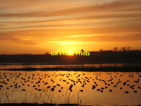 Photo 6"x4" Newburgh: Eider ducks at sunset Newburgh\/NJ9925 c2010