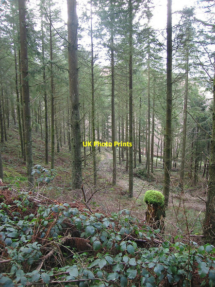 Photo 6"x4" Mossy forest at Bwlch-y-graig Strata Florida c2010
