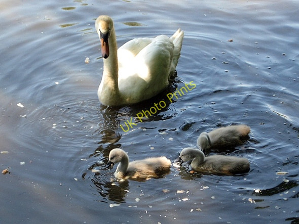 Photo 6"x4" Stanley Marsh Nature Reserve Stanley\/SE3424 c2009