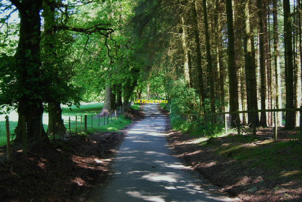 Photo 6"x4" Mature coniferous and broadleaf trees Plas Nantyr c2009