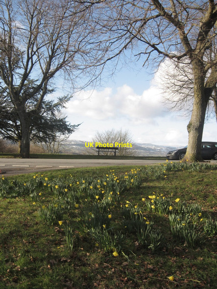 Photo 6"x4" Daffodils and Snow Newport\/Casnewydd c2009