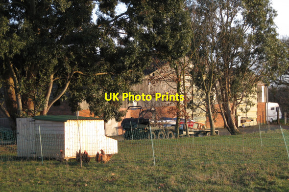 Photo 6"x4" Hopeful hens, Kingswood Farm Kenilworth c2010