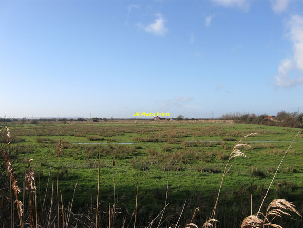 Photo 6"x4" Wartling Trade Marsh Wartling c2010
