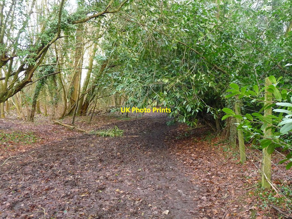 Photo 6"x4" Amport - Furzedown Lane Amport c2010
