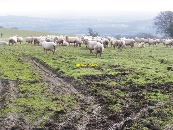 Photo 6"x4" Sheep, on Yarde Downs Livingshayes c2010