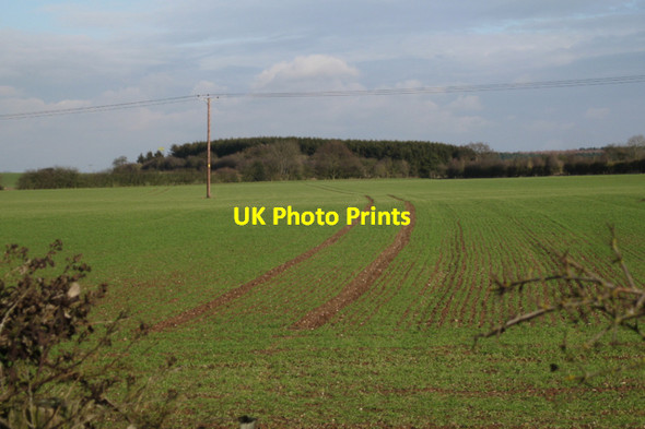 Photo 6"x4" New growth near Cubbington Heath Farm 2 Cubbington c2010