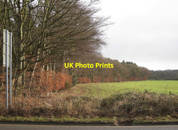 Photo 6"x4" Southwest edge of Waverley Wood Stareton c2010
