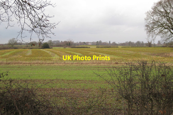 Photo 6"x4" Unidentified crop near Park Farm Stareton c2010