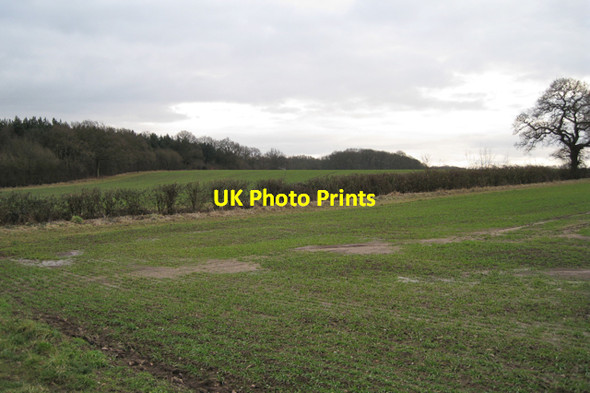 Photo 6"x4" Southwest side of North Cubbington Wood Cubbington c2010