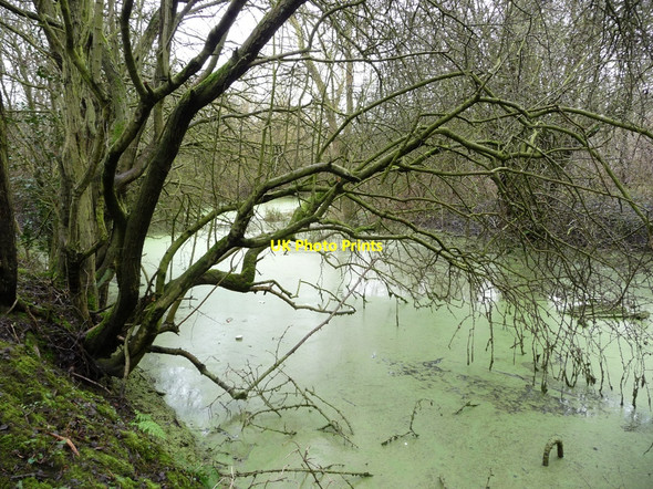Photo 6"x4" Oxbow lake [2] Long Eaton c2010