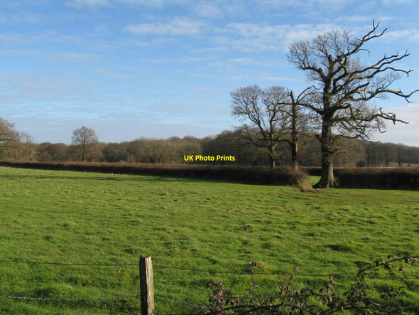 Photo 6"x4" Field view to Greenland Copse Hillgrove c2010