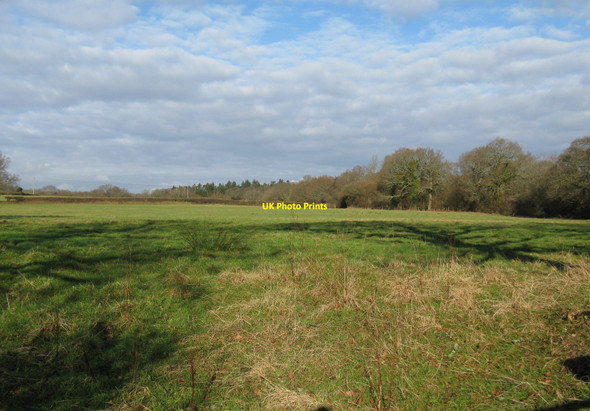 Photo 6"x4" Long line of trees following the course of small stream Hillgrove c2010