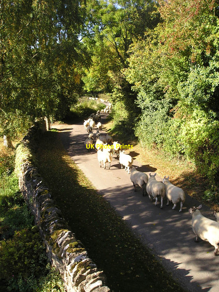 Photo 6"x4" A Gentle Stroll Radford\/SP4023 c2009