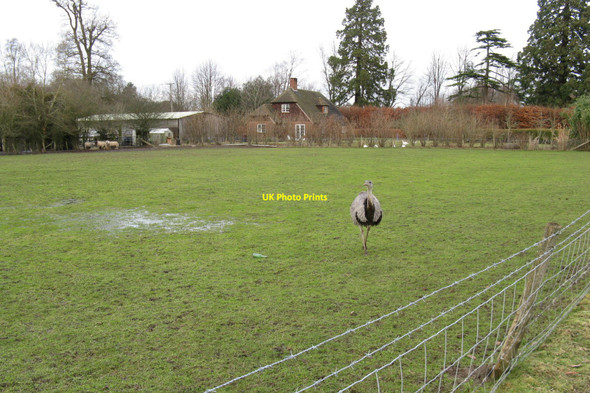 Photo 6"x4" Rhea at Shillinglee Bee Farm Fisherstreet c2010