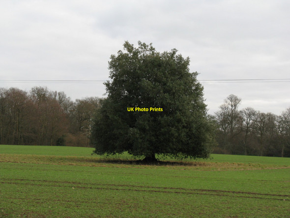 Photo 6"x4" Holm Oak in field near Walk Copse Fisherstreet c2010