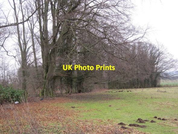 Photo 6"x4" Long Plantation, Denwick Alnwick c2010