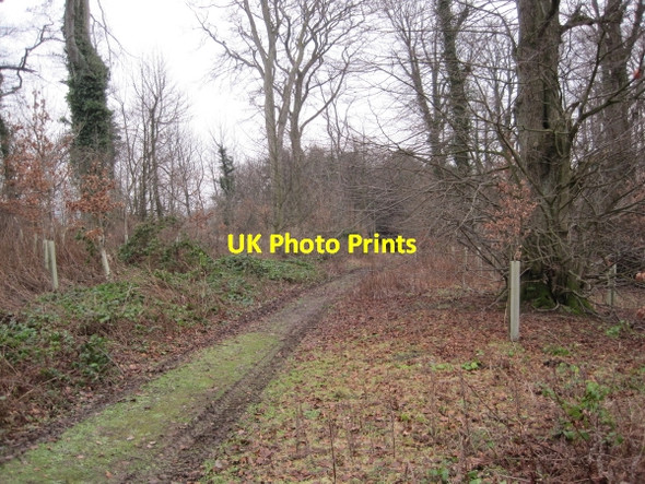 Photo 6"x4" Track through Long Plantation, Denwick Alnwick c2010