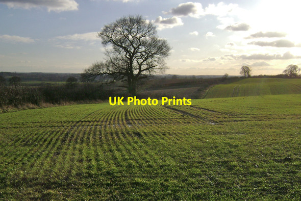 Photo 6"x4" New growth above Lower Grange Cubbington c2010