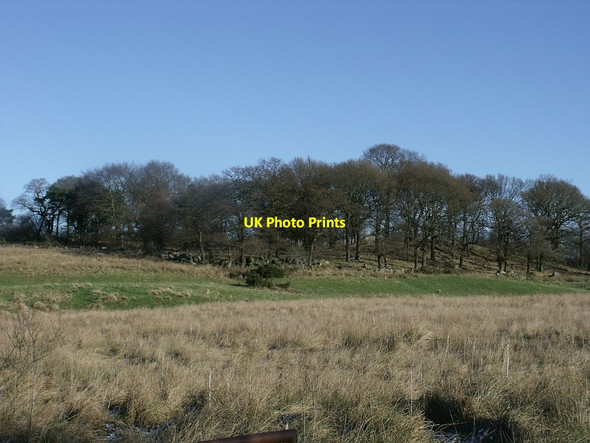 Photo 6"x4" Stand of  Wood near Banton Banton\/NS7579 c2010