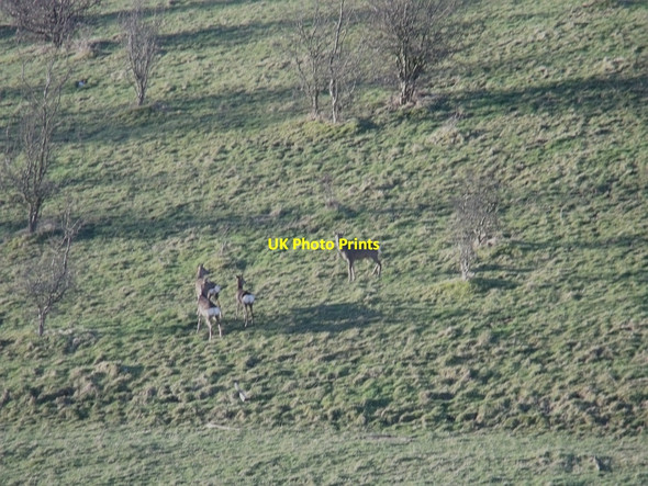 Photo 6"x4" Deer, deer Kilsyth c2010