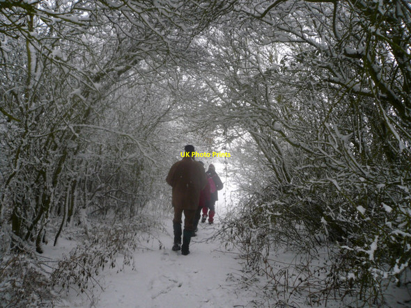 Photo 6"x4" Tree tunnel in the snow near Newton Blossomville Newton Blossomville c2009