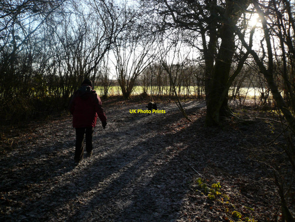 Photo 6"x4" Newton Wood in winter Newton Blossomville c2010