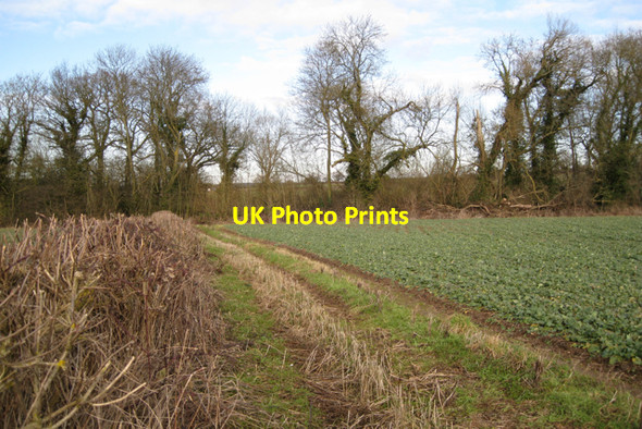 Photo 6"x4" Smashed hedge, derelict woodland, and nice neat rape Offchurch c2010